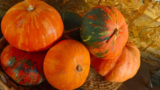 Перед посадкой кабачков и тыквы — обязательно: 3 добавки в почву — и бахчевые вырастут крупными богатырями