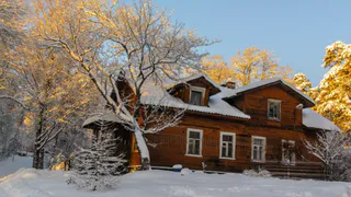 Наказание будет жестокое: 2 растения на даче, за которые будут оштрафовать на большую сумму