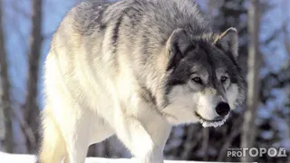 Свет фар против клыков: житель Коми спас собаку от волка