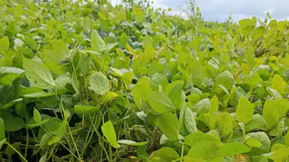 Аграрии Муромского округа и Суздальского района засеяли более 400 гектаров сои