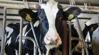 В Собинском округе выберут лучшего дояра Владимирской области