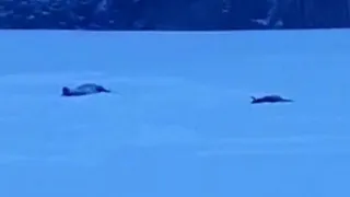 Брянцам выплатят 100 тысяч за информацию об убийстве двух зубров