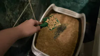 5 причин поставить кошачий лоток именно там — кошка будет счастлива, а запаха не будет