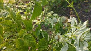 В середине марта - первым делом: превращаю заросший порослью сад из джунглей в ухоженный участок