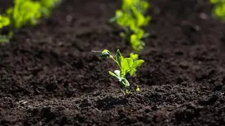 День Иова Горошника: что нельзя делать 19 мая