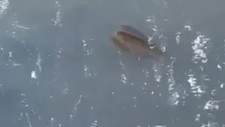 Экономия в 4 миллиона: завод, отравивший реку, выиграл кассационный суд