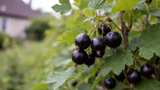 Сажаю рядом со смородиной 3 соседей - тли нет в помине, ягоды собираю ведрами