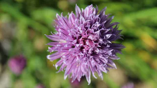 Пышные цветущие облака на участке: лучший многолетник для занятых дачников — прекрасно цветёт без «танцев с бубнами»