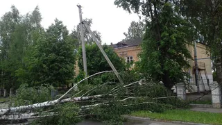 Бастрыкин поставил на контроль информацию о дереве, упавшем на ребенка во время бури в Магнитогорске