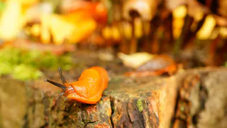 Слизняки бегут с грядок и скукоживаются за секунды — 4 ядерных "лакомства"
