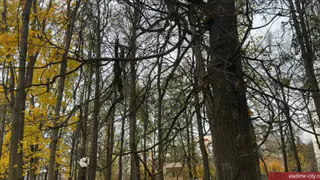 Охрана и взращивание городского зеленого фонда Владимира является одной из самых важных задач