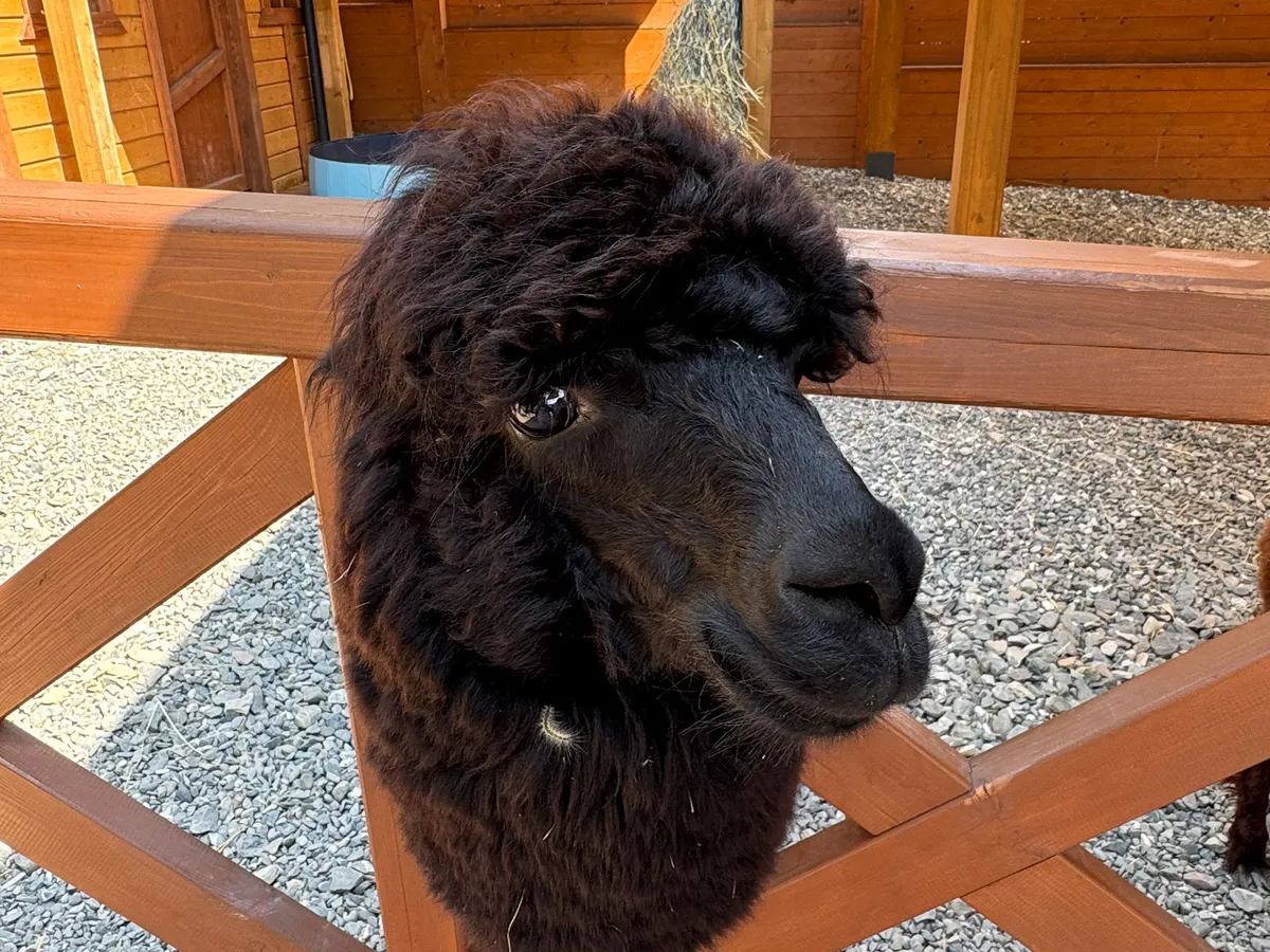 В Челнах появится контактный зоопарк с альпаками