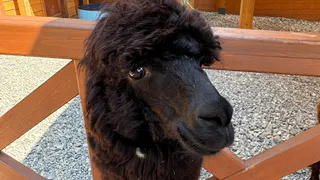 В Челнах появится контактный зоопарк с альпаками