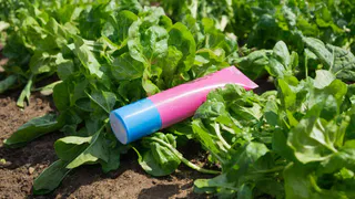 Зубная паста на грядке? Один тюбик — и тля сбежала: дачный лайфхак