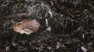 Под Пензой нашли труп 27-летнего мужчины