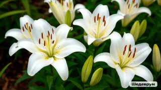 Секреты подкормки лилий весной от опытных дачников: цветут обильно и не подвержены болезням