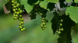 Правильная посадка смородины: как избежать проблем и получить максимальный урожай