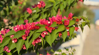 Эти красивые многолетники точно переселю за забор: 5 причин избавиться от шикарных растений - объясняю почему