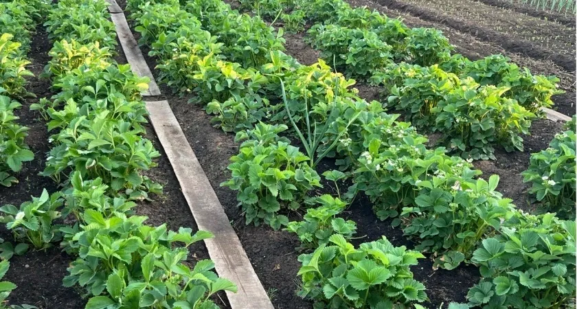 Овощ, который убьет ваши почки: в Европе его больше не едят