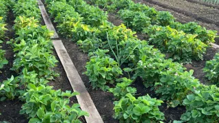 Овощ, который убьет ваши почки: в Европе его больше не едят