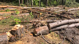 Пензенские экоактивисты остановили незаконную вырубку леса в Ахунах