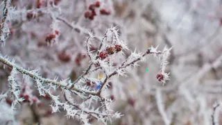 Прощай, весна: ночью в понедельник в Рязани ожидаются заморозки