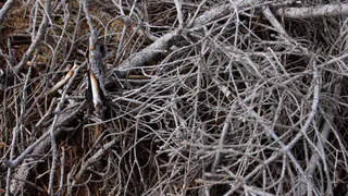 Дачники, не спешите сжигать срезанные ветви: не мусор, а бесценный клад для сада и огорода