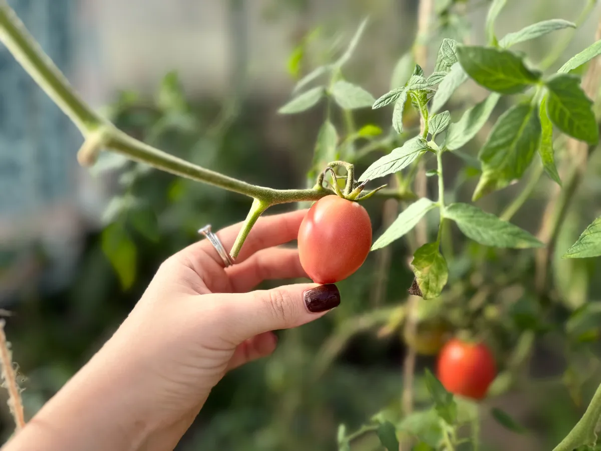 Зимние помидоры на подоконнике: сею в декабре и получаю мягкие, ароматные плоды к Рождеству — список лучших сортов
