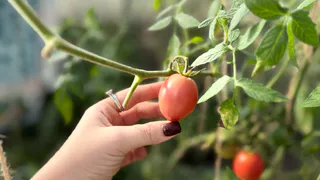 Не ведитесь на эти «Цветные фантики»: 5 сортов томатов, которые на пачке — шедевр, а в огороде — «кислая мелочь»