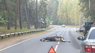 Переходил в неположенном месте: на трассе под Рязанью сбили лося