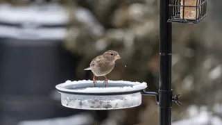 Пензенцев призвали сделать кормушки для птиц