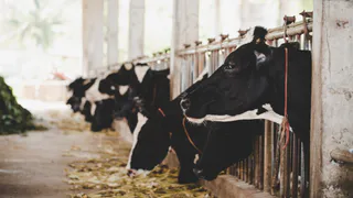 Рост сельского хозяйства во Владимирской области достиг 9,5% по итогам 2025 года