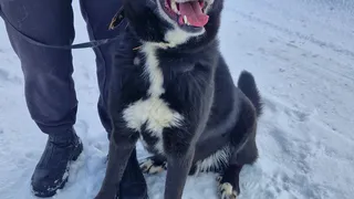 Пес Блэк в Коми ищет дом после череды несчастий