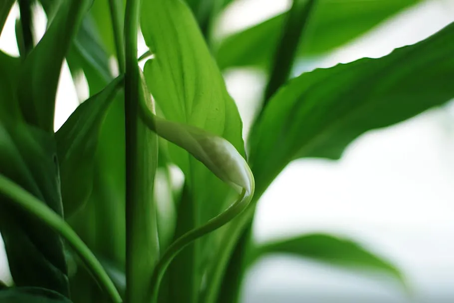 Как добиться роскошного цветения спатифиллума: советы агронома Ксении Давыдовой