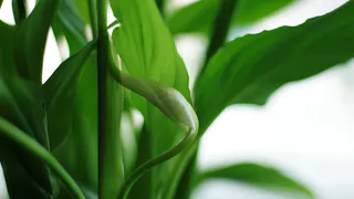 Как добиться роскошного цветения спатифиллума: советы агронома Ксении Давыдовой