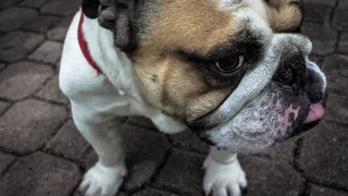 Снимите это немедленно: эксперты назвали 7 пород собак которым не рекомендуется носить ошейник 