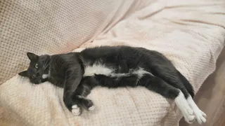 Неизведанные тайны кошачьего сна: что скрывают ваши домашние питомцы