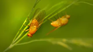 Опрыскала 1 раз — луковой мухи как не бывало — мощный «щит» против вредителя, лук не желтеет и растет «здоровяком»