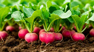 5 ложек на ведро — редис попрет как на дрожжах: вырастет большим и сочным — мощная подкормка в сентябре