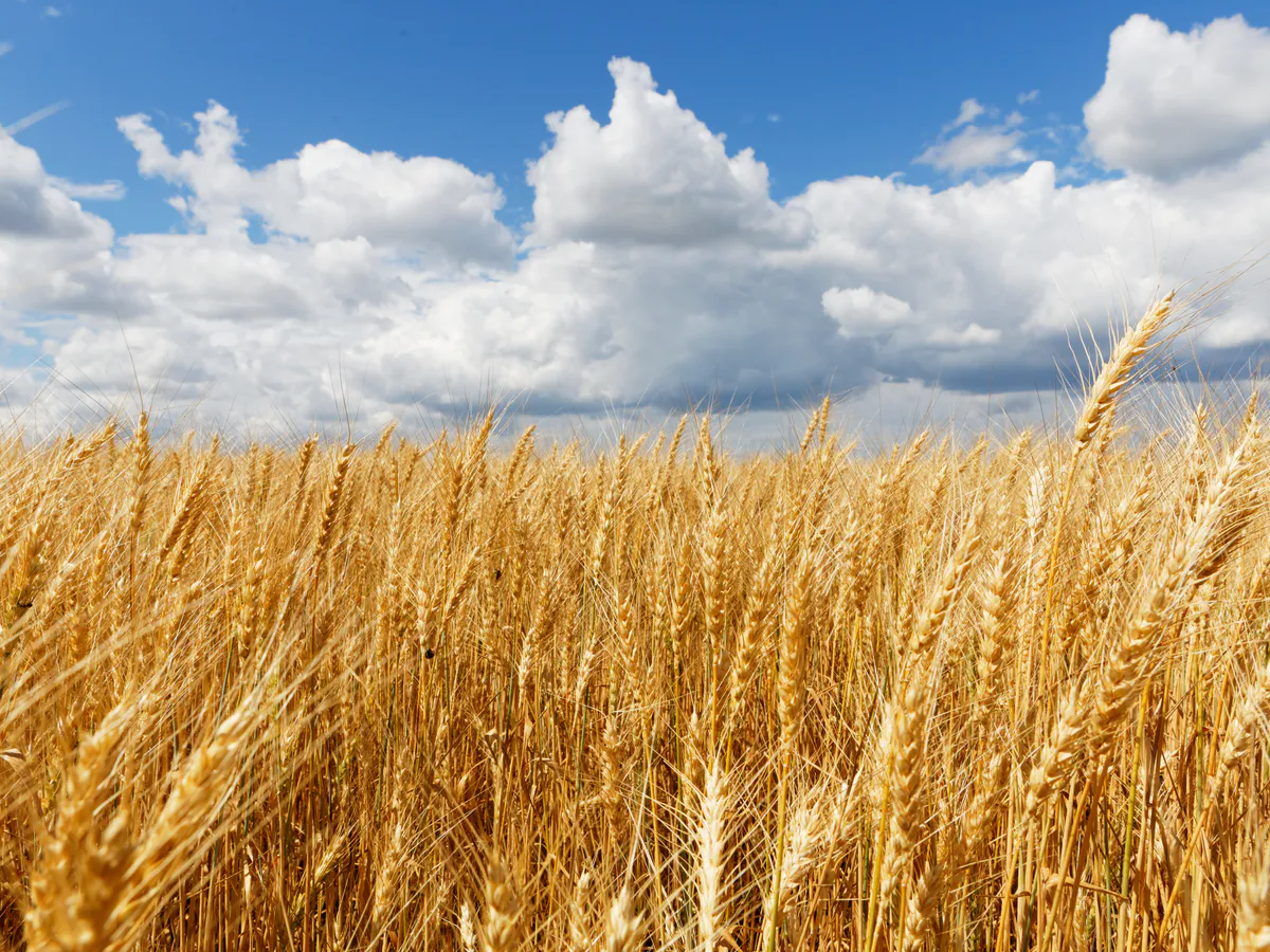 Челябинскую пшеницу проверяют на канцерогены: аннулированы декларации на 4,8 тысяч тонн зерна