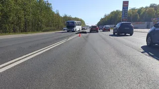 Во Владимире лось бросился под колеса легковушки