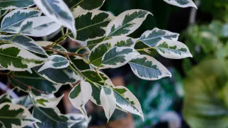 Насыпаю 1 ложку в горшок – и фикус Бенджамина растет крепче дуба: даже сухая ветка оживет