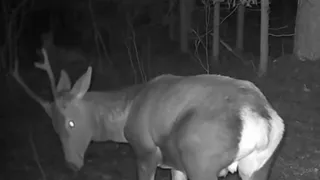 В Киржачском районе крупным планом засняли молодого европейского оленя