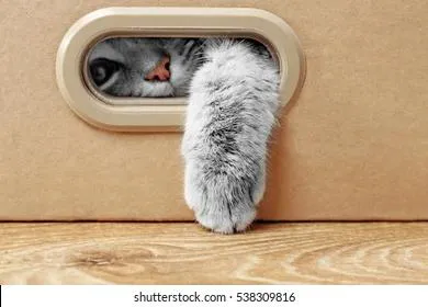 В России кот стал фигурантом дела в суде