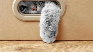 Почему кошки буквально сходят с ума по вечерам