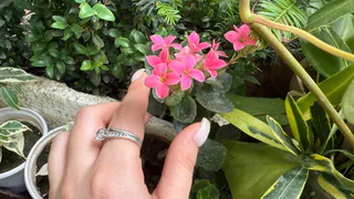 Всегда лью в горшок в мае — и фиалка становится неотразимой: цветёт так, словно на выставку готовится — бутонизация будет эталонной