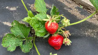 В апреле рассыпаю по клубнике только этот «порошок»: вредителей нет весь сезон, а ягод в 2 раза больше