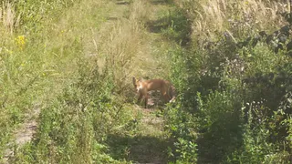 В Рязанской области лисёнок вышел к человеку на лесной дороге