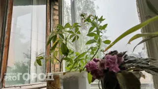 Цветы-вампиры: 10 ядовитых комнатных растений, которые запрещено держать в квартире