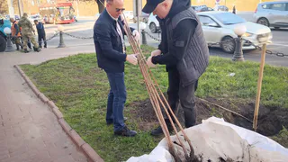 Глава Советского района отреагировал на кражу тюльпанов